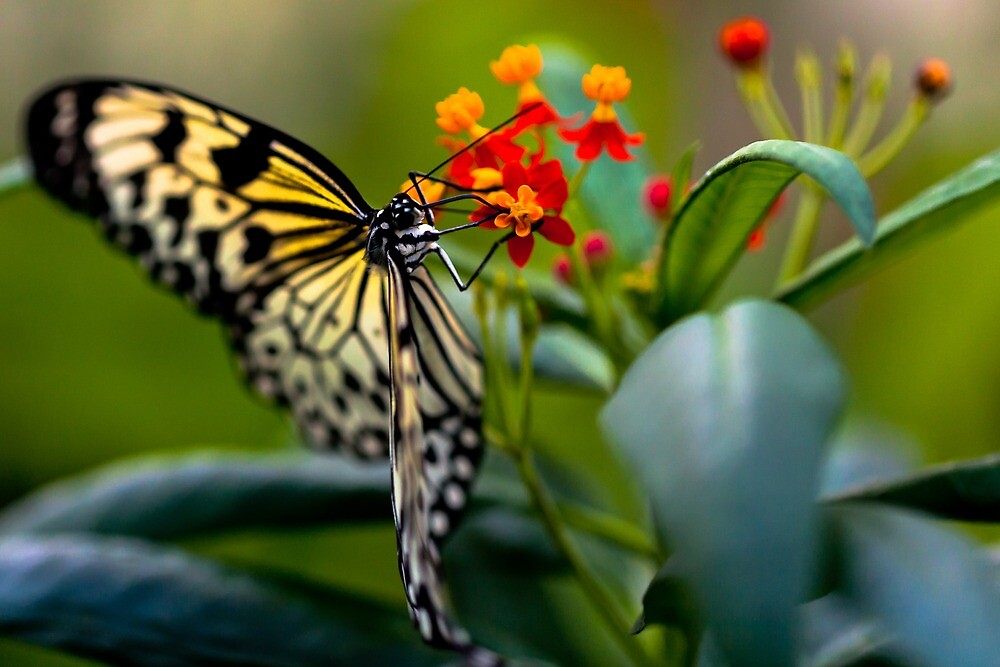 A paper kite butterfly feeding on bright nectar flowers